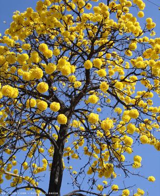 Lapacho amarillo