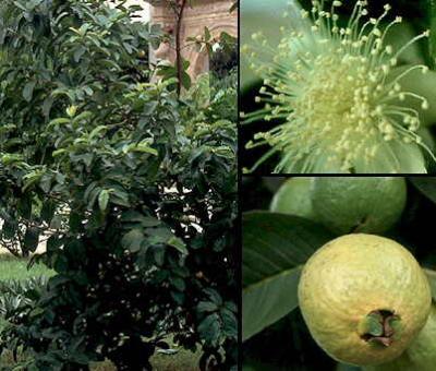 Planta, flor y fruto del guayabo